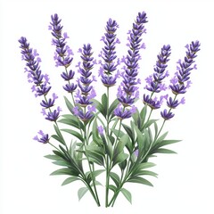 Naklejka premium Purple lavender plant with fragrant flowers isolated on white background