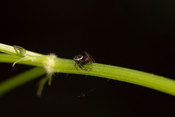 black crab spider on a stem