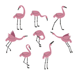 Pink flamingo set, vector illustration. Exotic birds in different poses isolated on white background. 