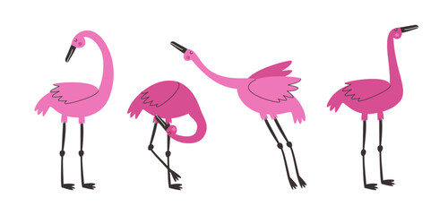 Pink flamingos in different poses on white background. Exotic birds drawn by hand.