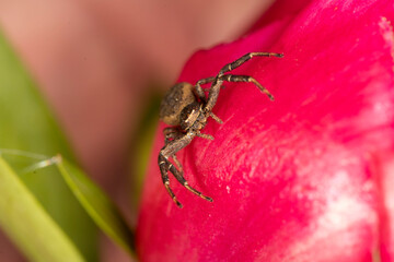 Brown crab spider on a red flower