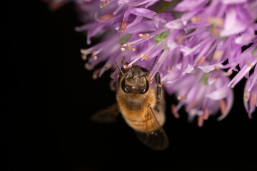bee gathering nectar from a purple flower © Kenzo