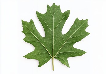 Fototapeta premium Intricate Green Maple Leaf With Textured Veins Against White Background