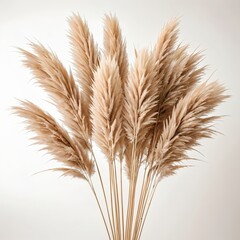 Fototapeta premium Beige Pampas Grass Bouquet