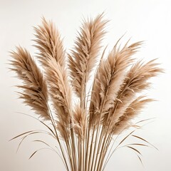 Fototapeta premium Beige Pampas Grass Bouquet on White Background