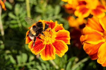 The bumblebee is an insect. The Latin name is Bombus. Typical representative of European fauna.  Yellow-black insect in the wild. There is a bumblebee on the tagetis flower.