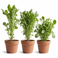 Three terracotta pots with different sizes of growing arugula
