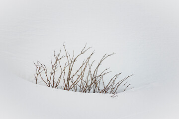 La rinascita della vita nella neve