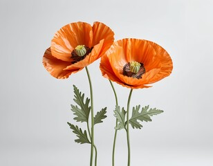 Fototapeta premium Two Orange Poppies on White Background