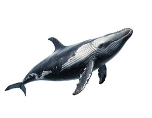 Fototapeta premium Humpback Whale Breaching, Ocean Mammal