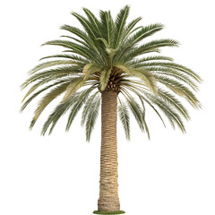 Ultra-Detailed 4K Willow and Palm Trees on Pure White Background: Elegant, Graceful, and Perfectly Centered for Seamless Editing and Design Projects