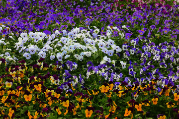 Hornveilchenblüte Viola cornuta