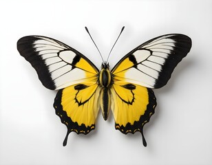 Yellow and Black Butterfly on White Background