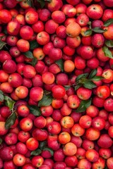 Freshly picked red apples fill a basket on orchard with a few green leaves