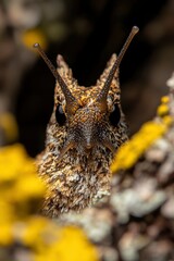 Fototapeta premium Close-up of a horned beetle peering out of a hole in lichen-covered bark. Possible use science