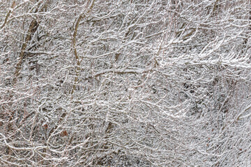Tree branches covered with white snow.