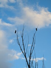 Crows on branches on tree top on autumn day with sky in background	