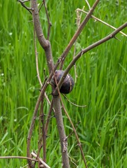 Closeup of a brown snail on the plant branch among the green grass with the blurred background