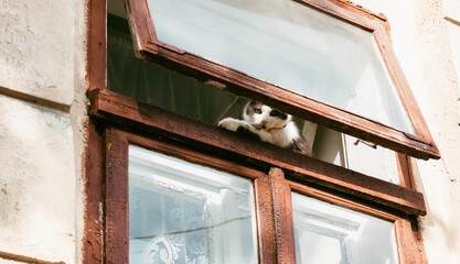 A gray-and-white cat looks out of a window onto the street