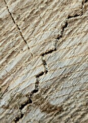 texture old wood, cracked wooden surface texture background. beautiful old weathered wood texture