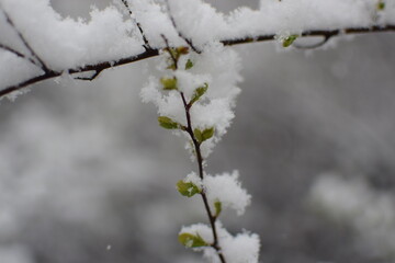 Macro of Blooming Apricot Branch Covered in Snow – Winter Meets Spring in Soft Gray Tones