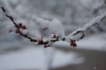 Macro of Blooming Apricot Branch Covered in Snow – Winter Meets Spring in Soft Gray Tones