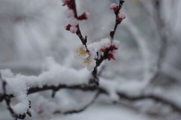 Macro of Blooming Apricot Branch Covered in Snow – Winter Meets Spring in Soft Gray Tones