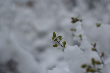 Macro of Blooming Apricot Branch Covered in Snow – Winter Meets Spring in Soft Gray Tones