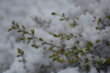 Macro of Blooming Apricot Branch Covered in Snow – Winter Meets Spring in Soft Gray Tones