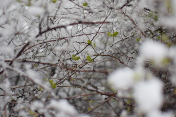 Macro of Blooming Apricot Branch Covered in Snow – Winter Meets Spring in Soft Gray Tones