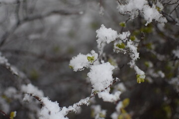 Macro of Blooming Apricot Branch Covered in Snow – Winter Meets Spring in Soft Gray Tones