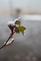 Macro of Blooming Apricot Branch Covered in Snow – Winter Meets Spring in Soft Gray Tones