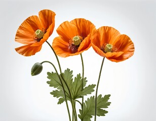 Three Orange Poppies on White Background
