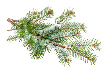 christmas tree branch