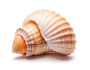 Single Seashell, Orange and Brown Spiral Shell