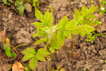 New leaves of a raspberry bush growing in the spring garden.