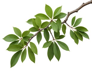 Lush Green Branch with Vibrant Leaves Isolated on White