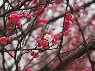 pink blossom