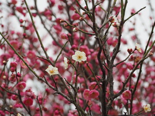 pink blossom