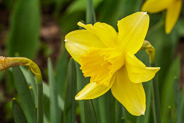 Fototapeta premium Beautiful flower of yellow daffodil growing in the garden.