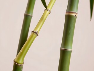 Fototapeta premium Green Bamboo Stalks Close-up Displaying Natural Patterns and Textures