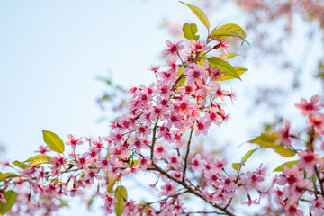 Beautiful woman with white flowers
