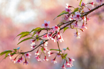 Beautiful woman with white flowers