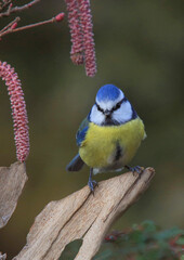 Blaumeise (Cyanistes caeruleus) sitzt auf Ast im Frühling 