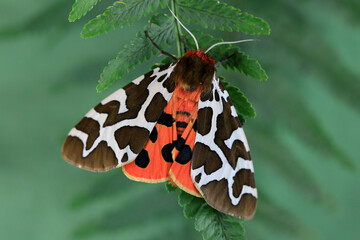 Braune Bär (Arctia caja) Schmetterling auf grünem Blatt 