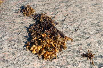Tuft of seaweed (Bladderwrack) washed up on a granite rock by the surf