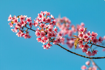 Beautiful woman with white flowers