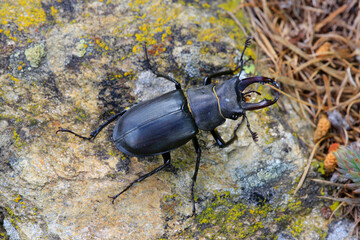 Hirschk&auml;fer (Lucanus cervus) auf Steinplatte 