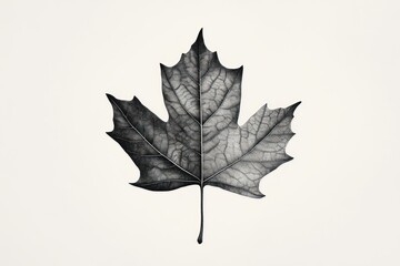 Naklejka premium Monochrome leaf, autumn detail, white background, nature study, print design