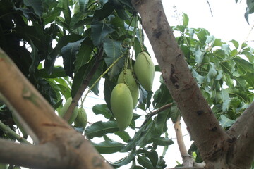mango or tree